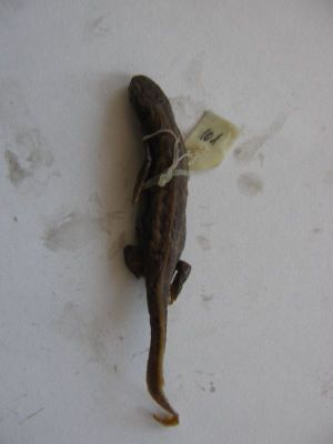 Tritonul carpatic; TRITURUS MONTANDONI / LISSOTRITON MONTANDONI (Boulenger, 1880)