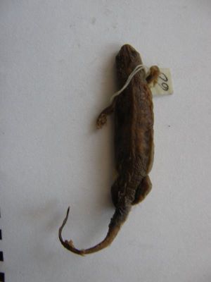 Tritonul carpatic; TRITURUS MONTANDONI / LISSOTRITON MONTANDONI (Boulenger, 1880)