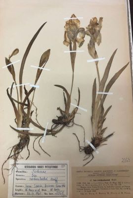 Stânjenei; Iris reichenbachii Heuffel
