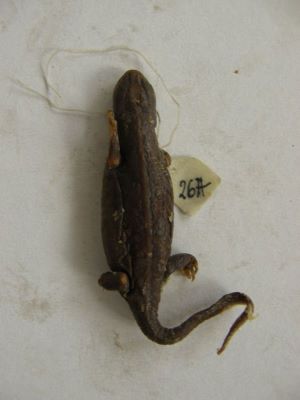 Tritonul carpatic; TRITURUS MONTANDONI / LISSOTRITON MONTANDONI (Boulenger, 1880)