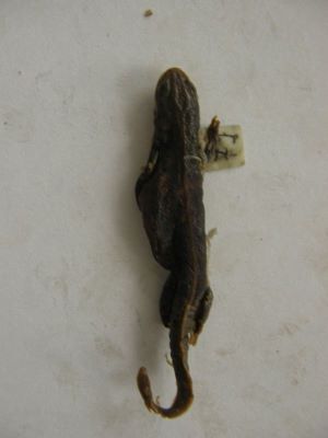 Tritonul carpatic; TRITURUS MONTANDONI / LISSOTRITON MONTANDONI (Boulenger, 1880)