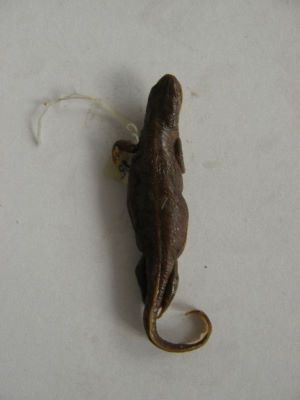 Tritonul carpatic; TRITURUS MONTANDONI / LISSOTRITON MONTANDONI (Boulenger, 1880)