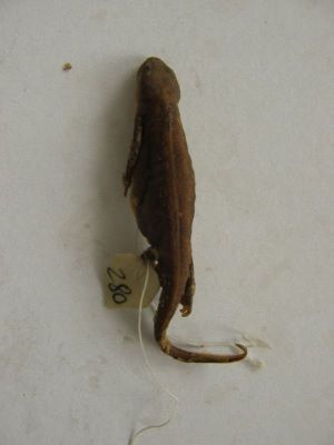 Tritonul carpatic; TRITURUS MONTANDONI / LISSOTRITON MONTANDONI (Boulenger, 1880)