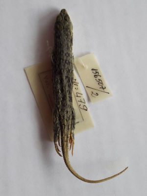 Șopârla de nisip; EREMIAS ARGUTA DESERTI (Gmelin, 1789)