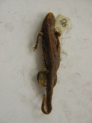 Tritonul carpatic; TRITURUS MONTANDONI / LISSOTRITON MONTANDONI (Boulenger, 1880)