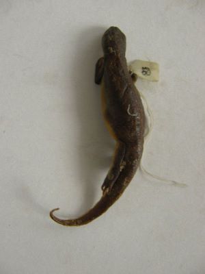Tritonul carpatic; TRITURUS MONTANDONI / LISSOTRITON MONTANDONI (Boulenger, 1880)