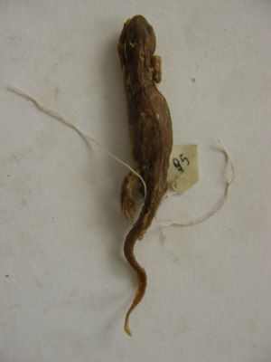Tritonul carpatic; TRITURUS MONTANDONI / LISSOTRITON MONTANDONI (Boulenger, 1880)