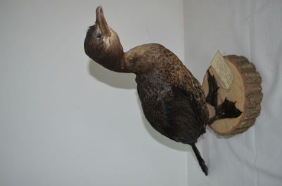 cormoran mic; Phalacrocorax pygmaeus (Pallas, 1773)