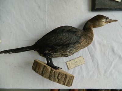 cormoran mic; Phalacrocorax pygmaeus (Pallas, 1773)