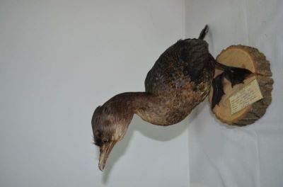 cormoran mic; Phalacrocorax pygmaeus (Pallas, 1773)