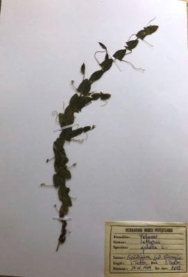 Linte galbenă; Lathyrus aphaca L.