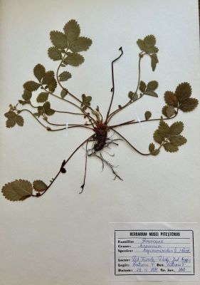 Aremonia agrimonoides (L.) DC.