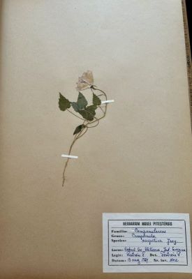 Cădelniță; Campanula carpatica Jacq.