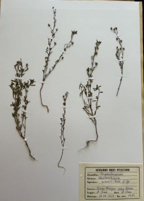 Microrrhinum minus (L.) Fourr. Syn: Chaenorrhinum minus (L.) Lange