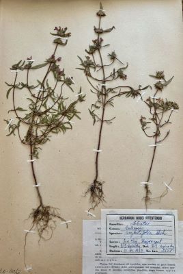 Fața mâței; Galeopsis angustifolia Ehrh.