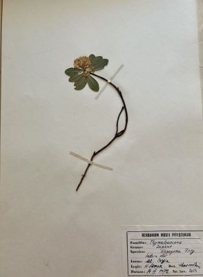 Iederă albă; Daphne blagayana Frey.