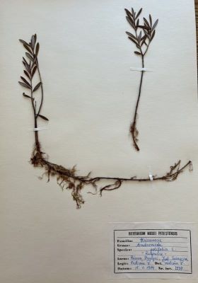 Ruginare; Andromeda polifolia L.