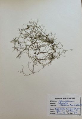 Potamogeton trichoides Cham. et Schltdl.