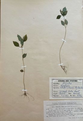 Busuioc vietnamez; Elsholtzia ciliata (Thunb.) Hyl.