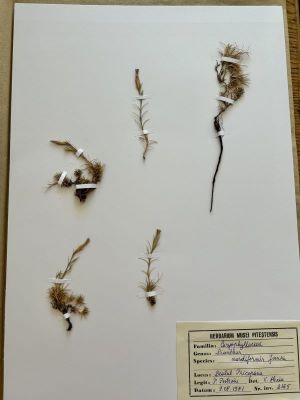 Garofița pitică de stâncă; Dianthus nardiformis Janka