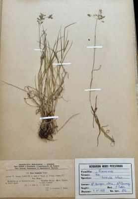 Poa laxa Haenke Syn.: Poa tremula Schur