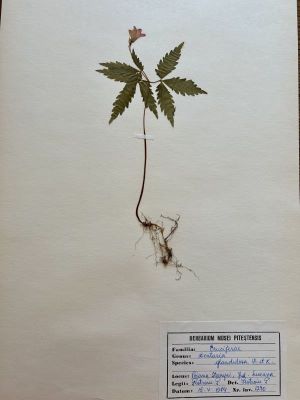 Breabăn; Cardamine glanduligera O. Schwarz syn.: Dentaria glandulosa Willd.