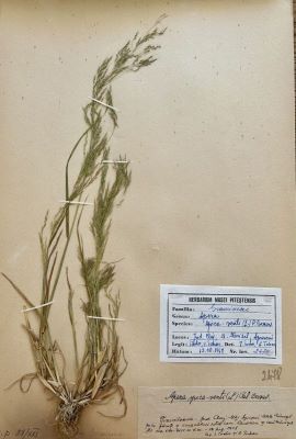 Iarba vântului; Apera spica-venti (L.) Beauv.