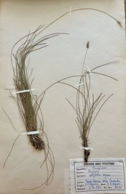 Mălaiul cucului; Sesleria filifolia Hoppe