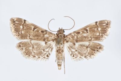 Nymphula foedalis f. cantonalis Caradja, 1925