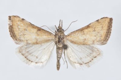 Cybalomia lutosalis claralis Caradja, 1916